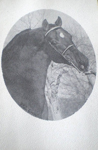 Amherst >  Amherst Morgan Horse Oakwood's Adam