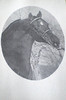 SmugMug > all-time keyword > morgan > Amherst >  Amherst Morgan Horse Oakwood's Adam